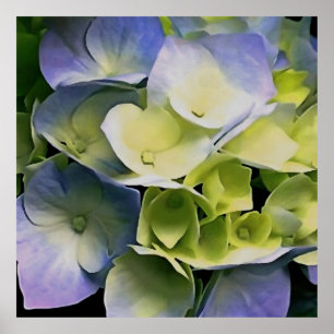 Hortensia Blommar Botaniskt konstblått och Gult Poster