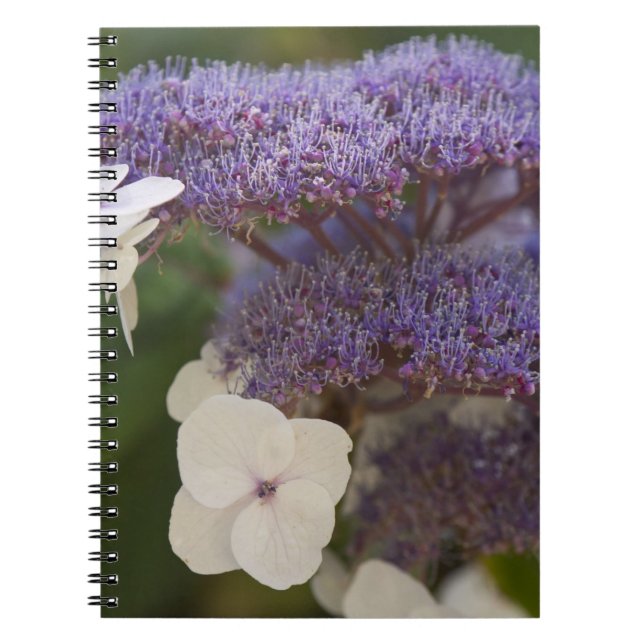 Hortensia blommar, Dr. Sun Yat-Sen kinesiska trädg Anteckningsbok Med Spiral (Framsidan)