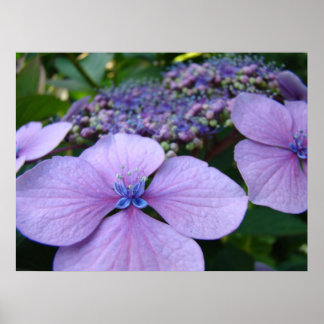 HORTENSIA BLOMMOR Konsttryck Inramad KONTORSKONST Poster