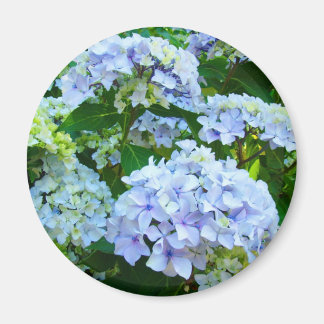 Hortensia Blommor magnet gåvor Blå Grön trädgård