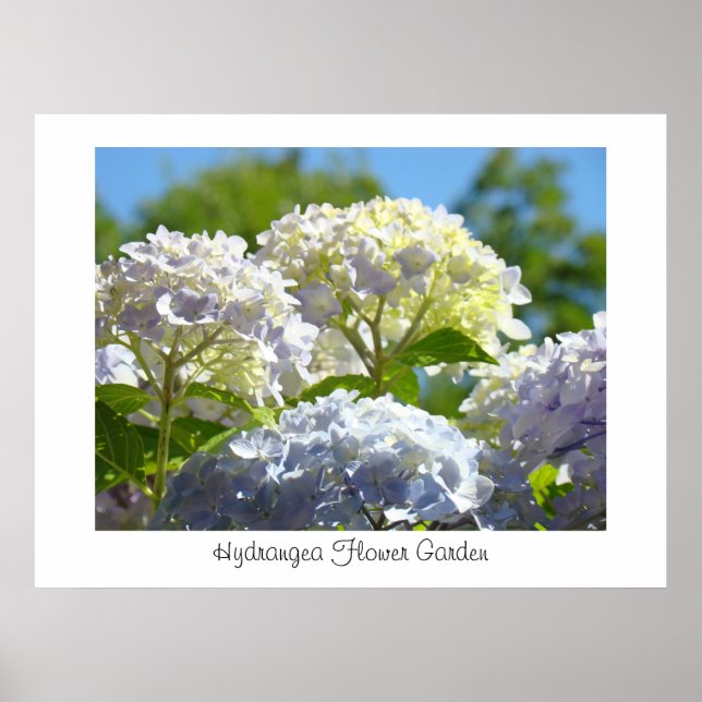 Hortensia Blomster Trädgård konsttryck Poster (Framsidan)