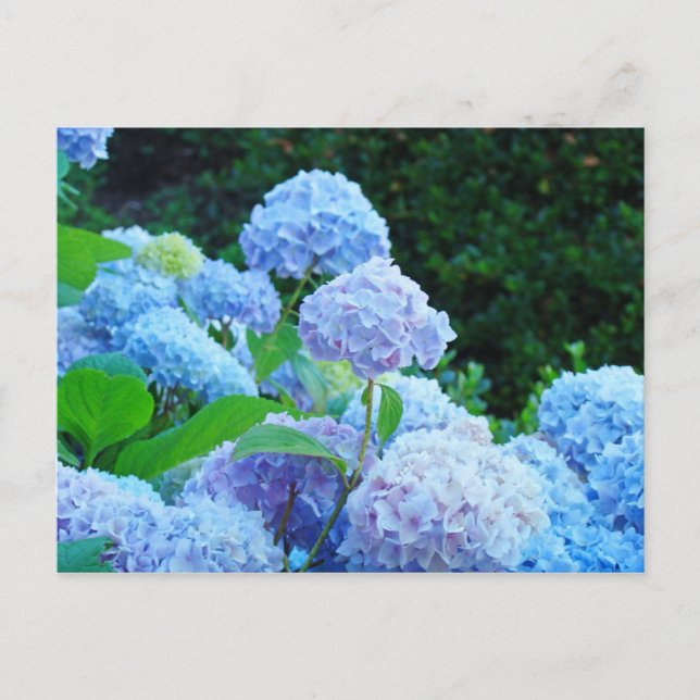 Hortensia Blomsterträdgård vykort Blå Hortensior (Framsida)