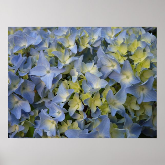 hortensia en fleur poster (Framsidan)