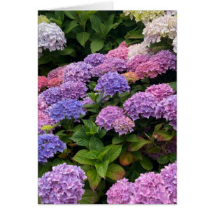 Hortensia Fotografi OBS Kort