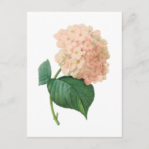 hortensia(Hydrangea sp.) by Redouté Vykort