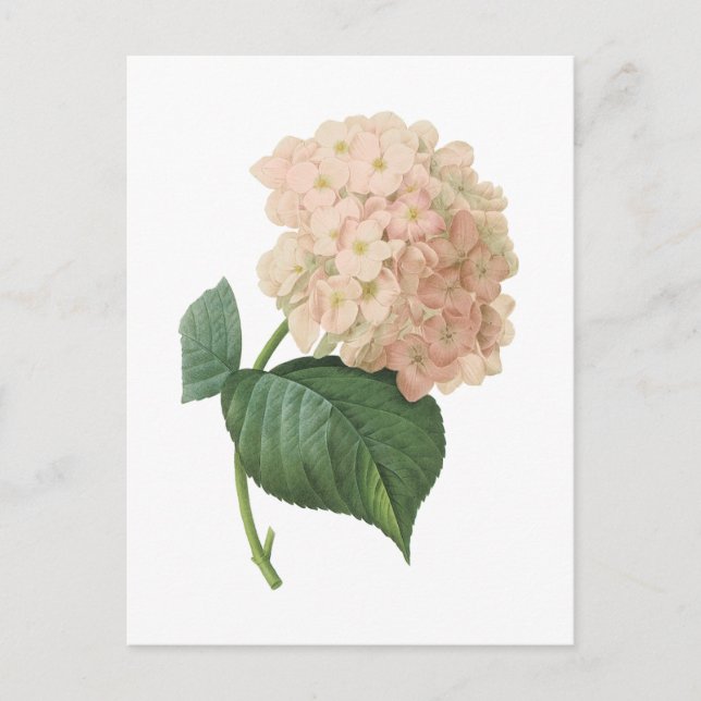 hortensia(Hydrangea sp.) by Redouté Vykort (Framsida)