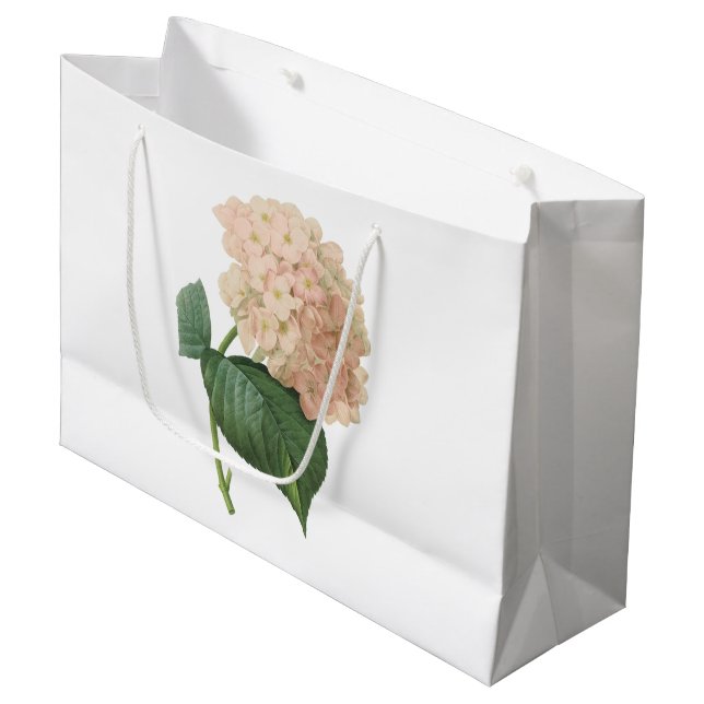 hortensia (Hydrangea sp.) från Redouté (Framsidan Vinklad)