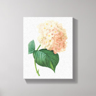 hortensia (Hydrangea sp.) från Redouté Canvastryck