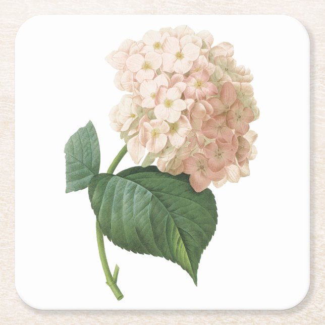 hortensia (Hydrangea sp.) från Redouté Underlägg Papper Kvadrat (Framsidan)