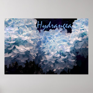 Hortensia i Blå Poster