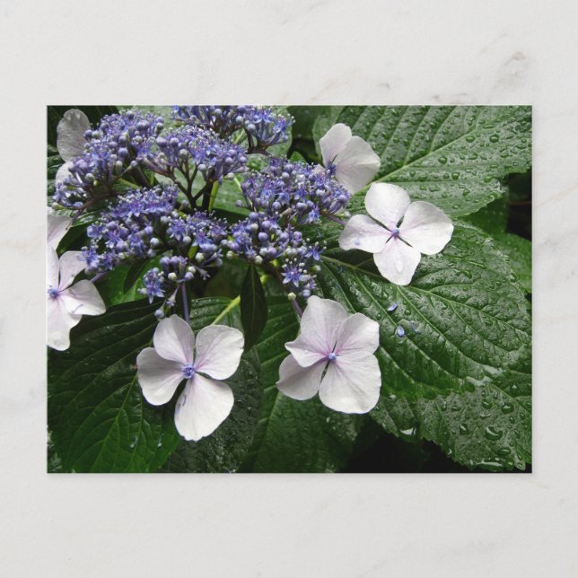 Hortensia: Japan Vykort (Framsida)