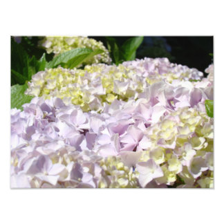 Hortensia Trädgård Blommig Fotografi konsttryck