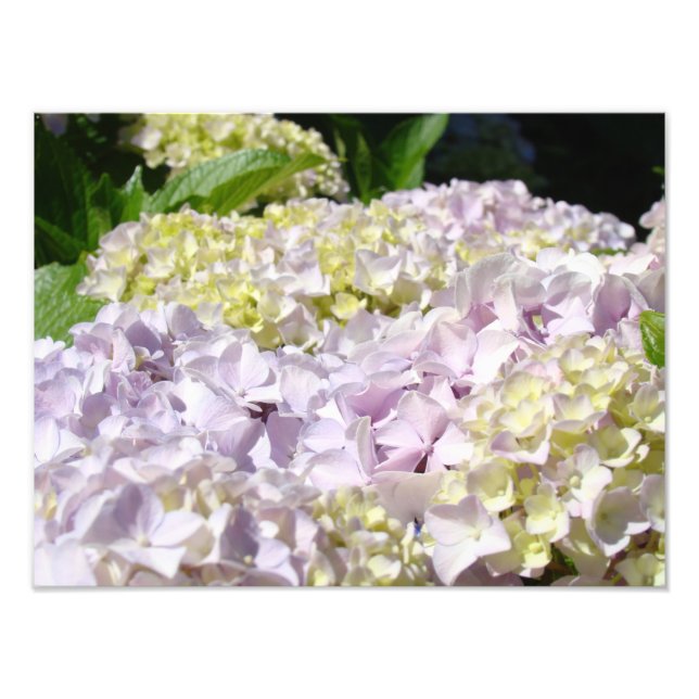 Hortensia Trädgård Blommig Fotografi konsttryck (Framsidan)