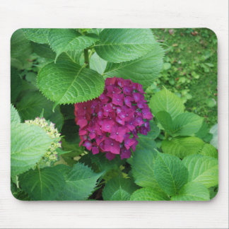 Hortensia vadderar musmatta