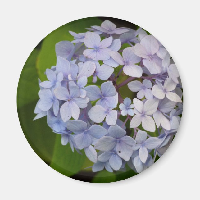 Hortensie Magnet (Framsidan)