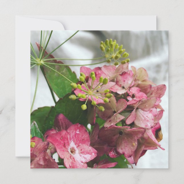 Hortensienblüte trifft auf Regen und Dill (Framsida)
