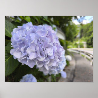 Hortensior vid vägkanten – Naturfotografi Poster
