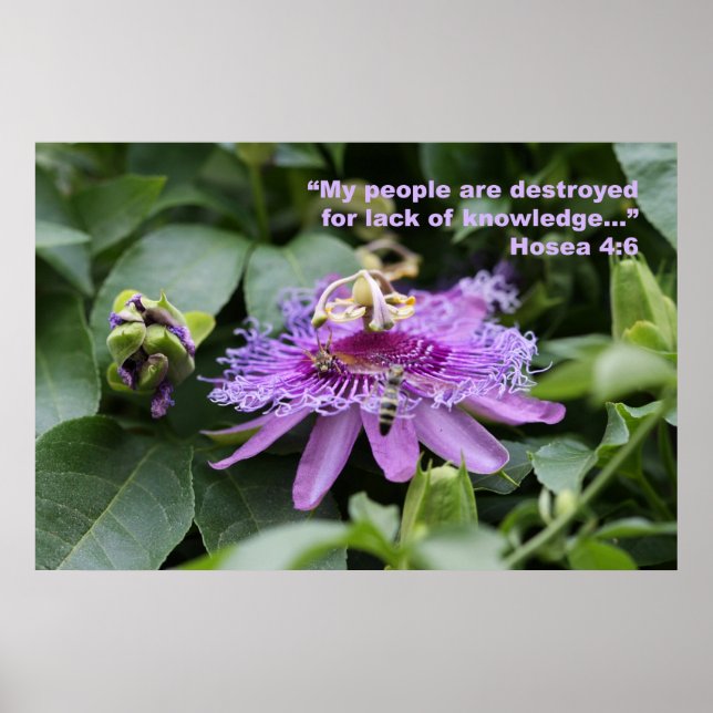 Hosea 4:6 Skript Poster (Framsidan)