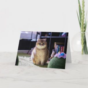 Hosico bevakar kort