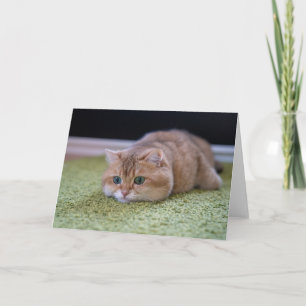 Hosico-drömmar Kort
