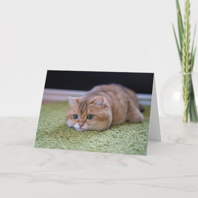 Hosico-drömmar Kort (Framsida)