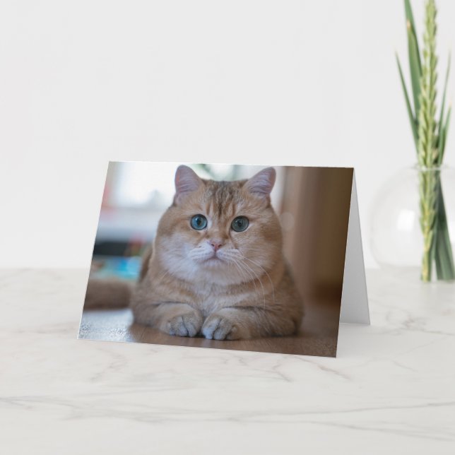 Hosico Kort (Framsida)