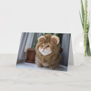 Hosico lejon kort