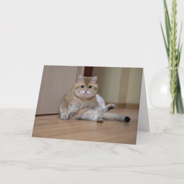 Hosico ligger sitta vid golv kort (Framsida)