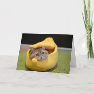 Hosico och banan kort