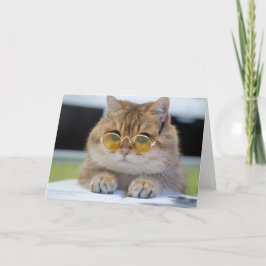Hosico Professor Kort
