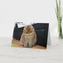 Hosico söt baby kort