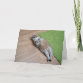 Hosico-söt katt kort