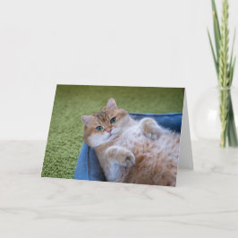 Hosico tittar på dig kort