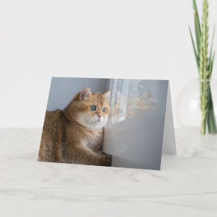 Hosico tittar ut genom fönstret kort