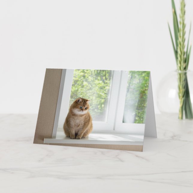Hosico vid fönstret kort (Framsida)