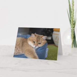 Hosico vilar kort
