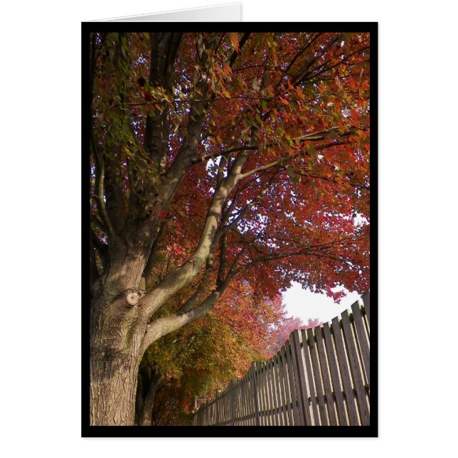 Höst~ 15 hälsningskort (Framsidan)