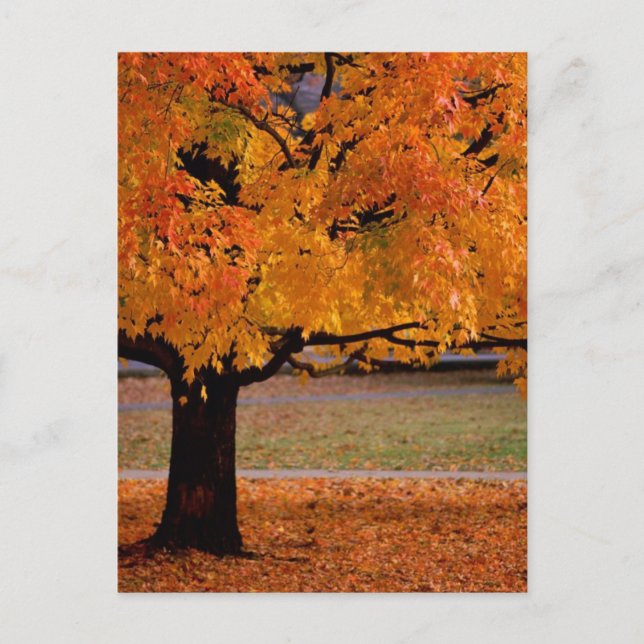 höst (1) vykort (Framsida)