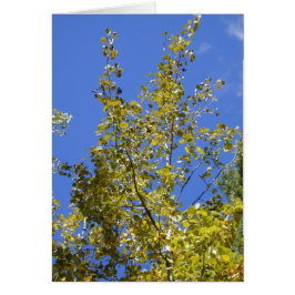 Höst Aspen Löv II-kort Hälsningskort