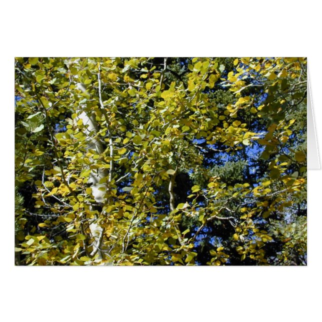 Höst Aspen Löv-kort Hälsningskort (Framsidan Horizontal)