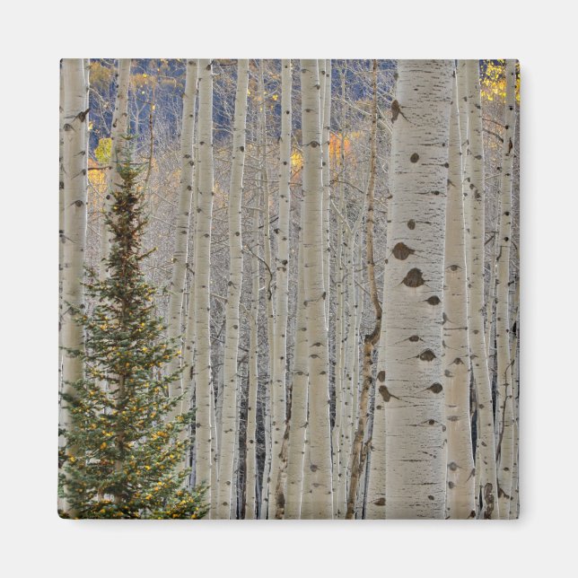 Höst Aspenlundar | Klippiga bergen, Colorado Magnet (Framsidan)