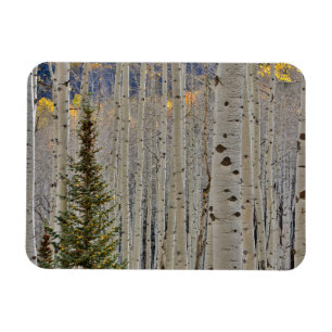 Höst Aspenlundar Klippiga bergen, Colorado Magnet