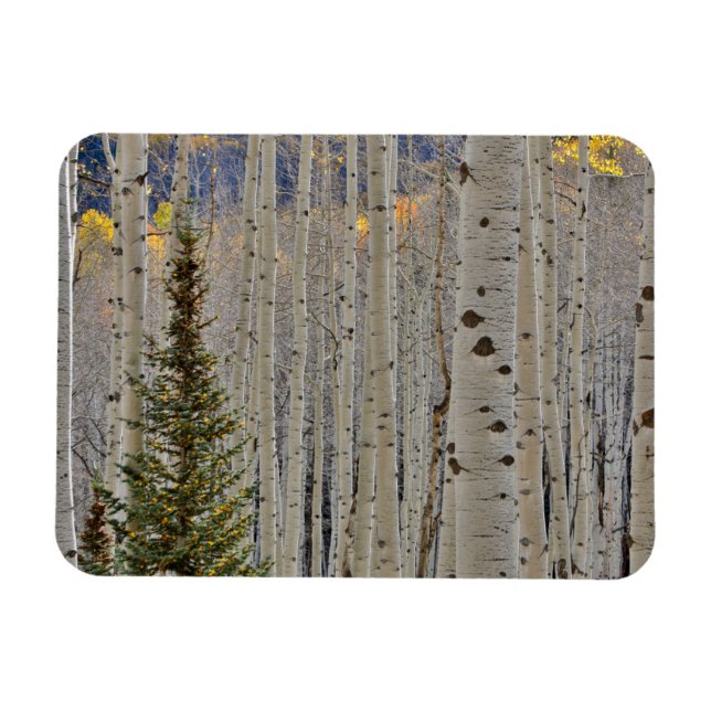 Höst Aspenlundar | Klippiga bergen, Colorado Magnet (Horisontell)
