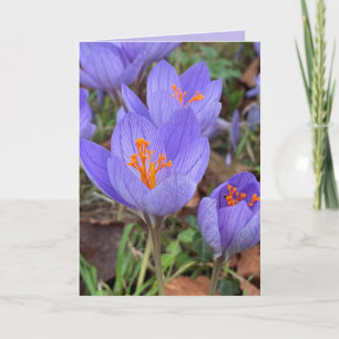 Höst Crocus Blank Hälsning Kort