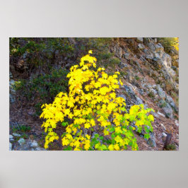 HÖST FÄRGER 1 POSTER