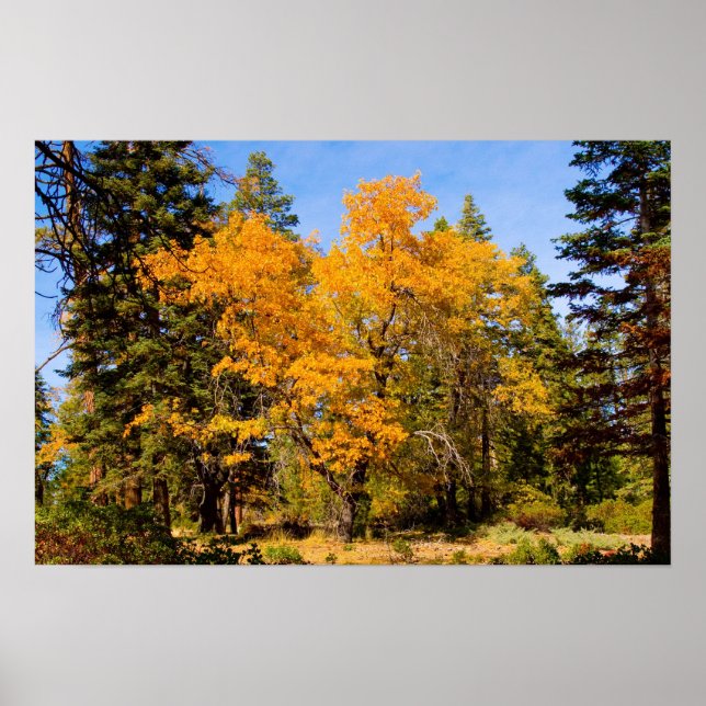 HÖST FÄRGER 5 POSTER (Framsidan)