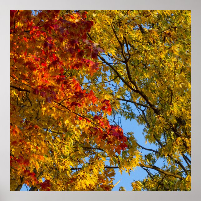 Höst färger, Blå himmel, Ohio Poster (Framsidan)