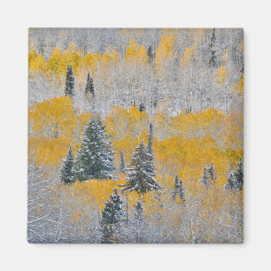 Höst färger för Aspen & färsk Snö Keebler Pass Magnet