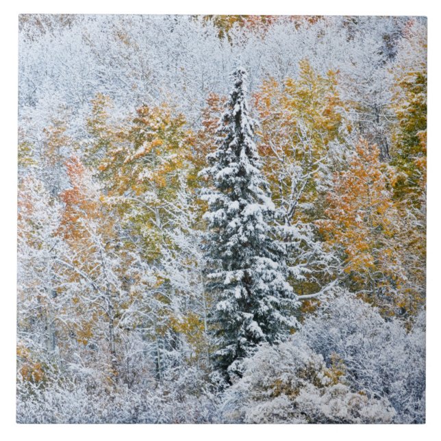 Höst färger för Aspen & Snö Keebler Pass Kakelplatta (Framsidan)