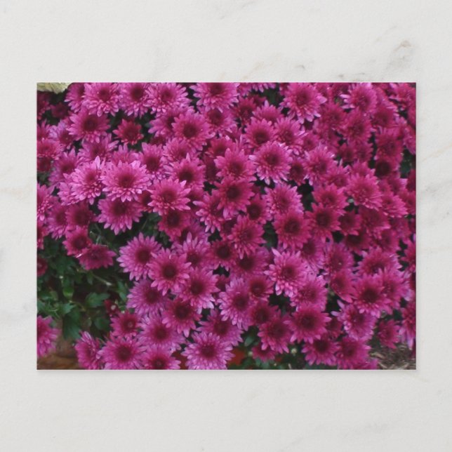 Höst färger från Oak Park II. Vykort (Framsida)